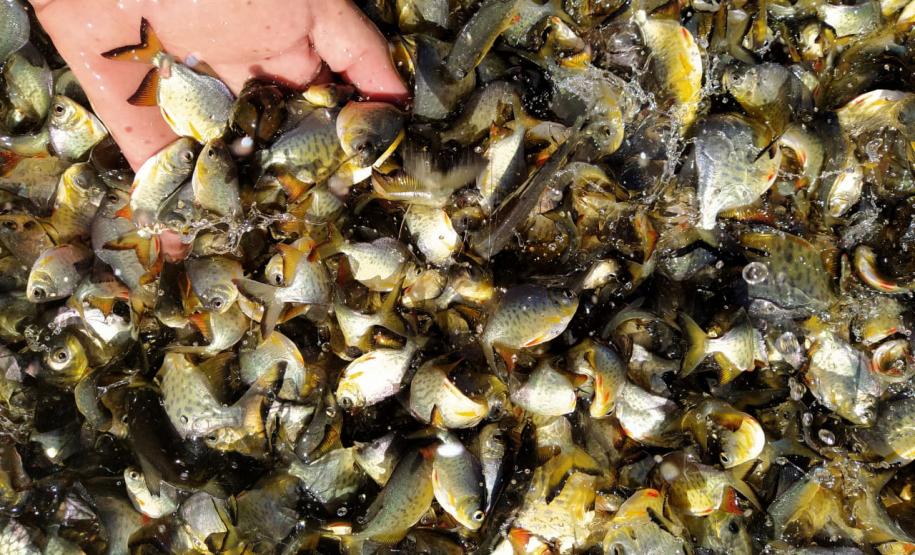 Programa Rio Vivo promove a soltura de peixes de nove espécies nativas nos rios do Paraná