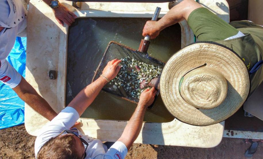 Programa Rio Vivo promove a soltura de peixes de nove espécies nativas nos rios do Paraná
