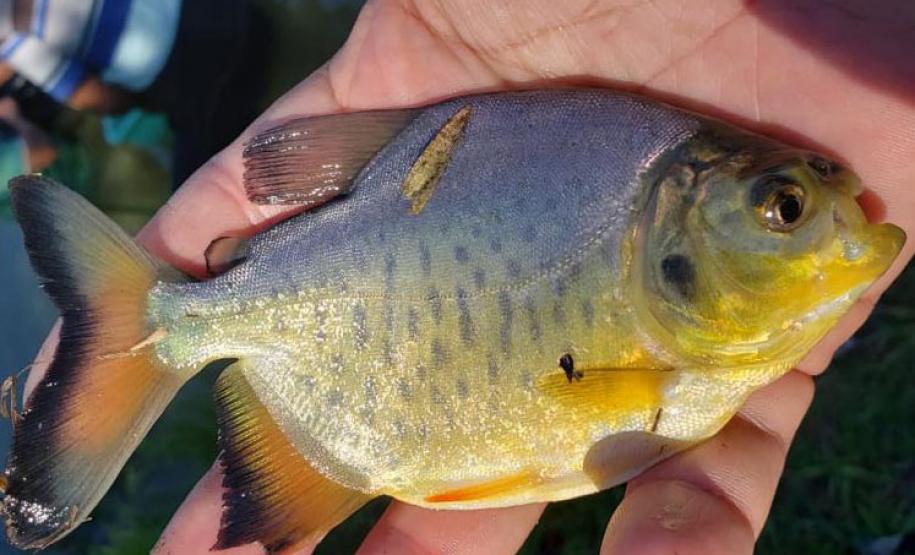 Programa Rio Vivo promove a soltura de peixes de nove espécies nativas nos rios do Paraná