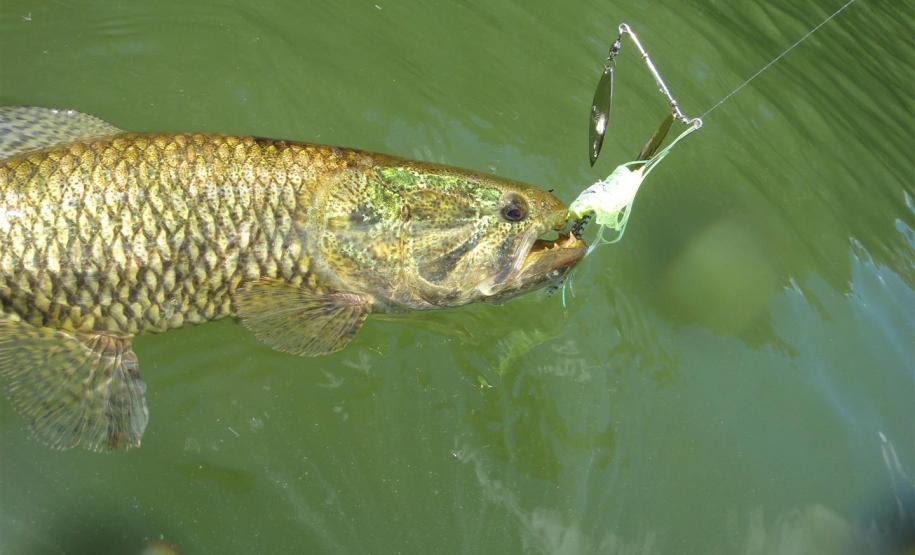 Programa Rio Vivo promove a soltura de peixes de nove espécies nativas nos rios do Paraná