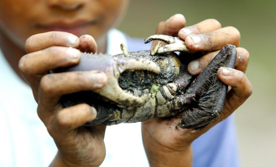 Captura do caranguejo-uçá volta a ser proibida no Paraná a partir deste sábado