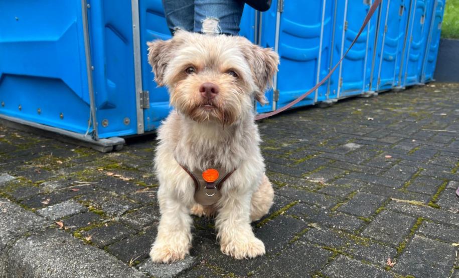 rede apoio castrapet