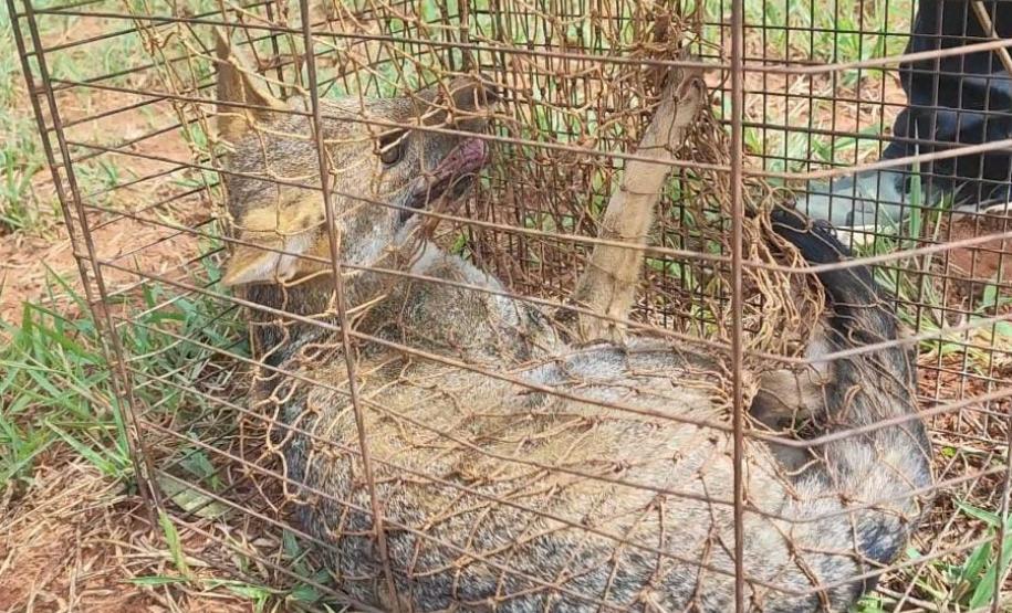 resgate cachorro do mato