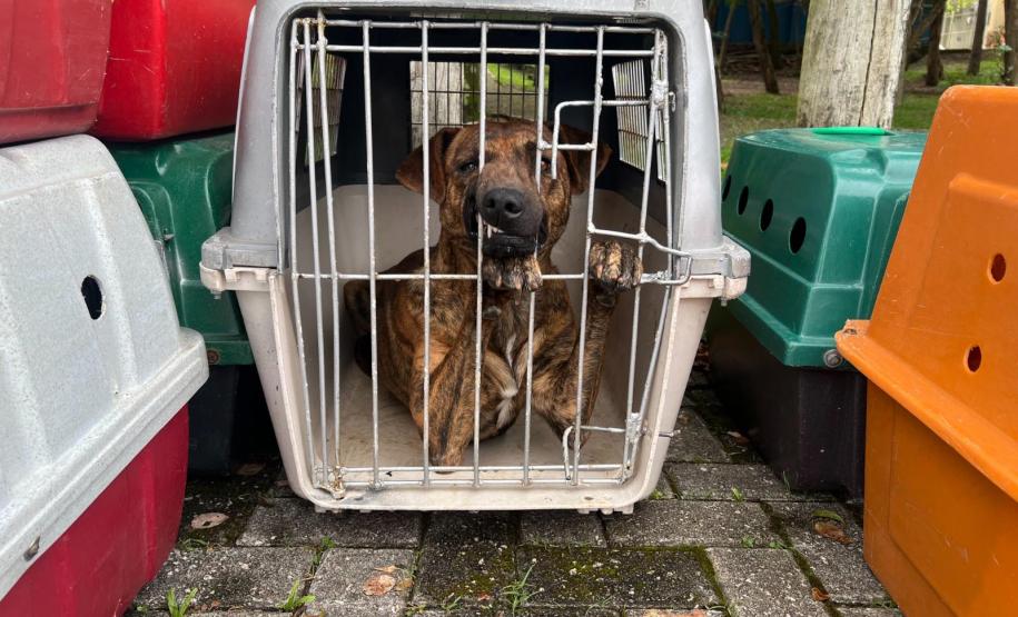 rede apoio castrapet