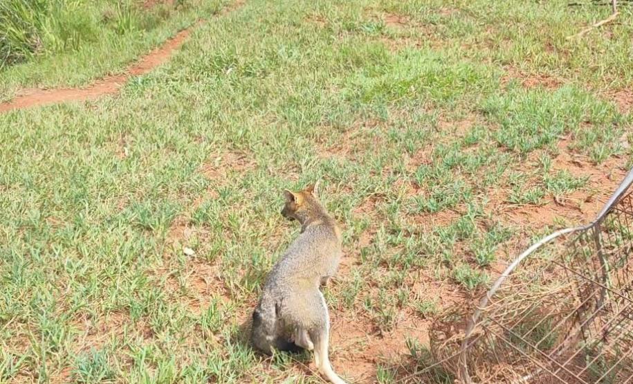 resgate cachorro do mato