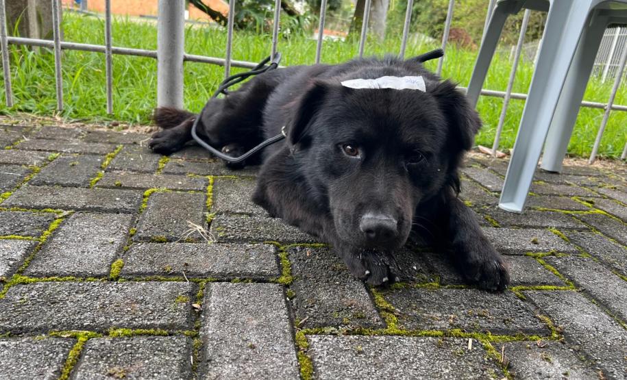 rede apoio castrapet