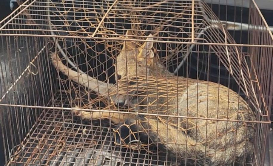 resgate cachorro do mato