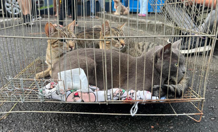 rede apoio castrapet