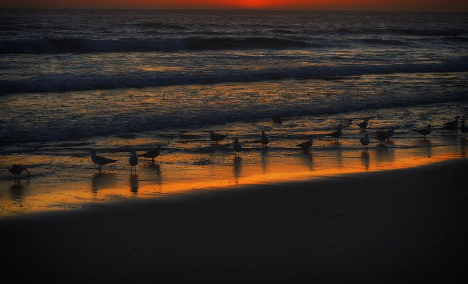 honey island and the monk