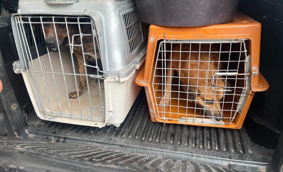 rede apoio castrapet