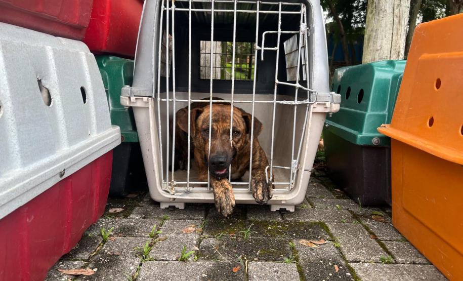 rede apoio castrapet