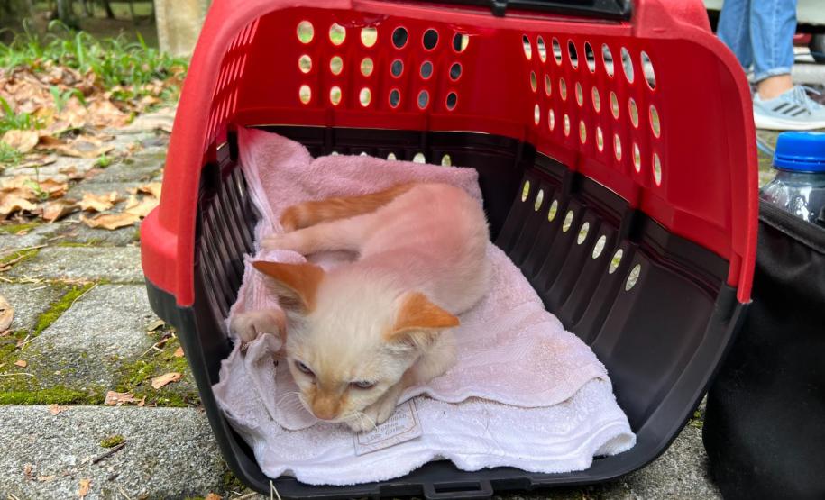 rede apoio castrapet