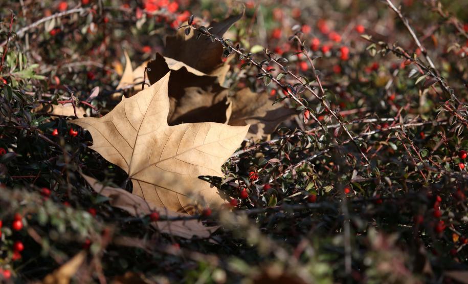 Outono terá temperaturas mais amenas do que 2024 e chuva abaixo da média no Paraná