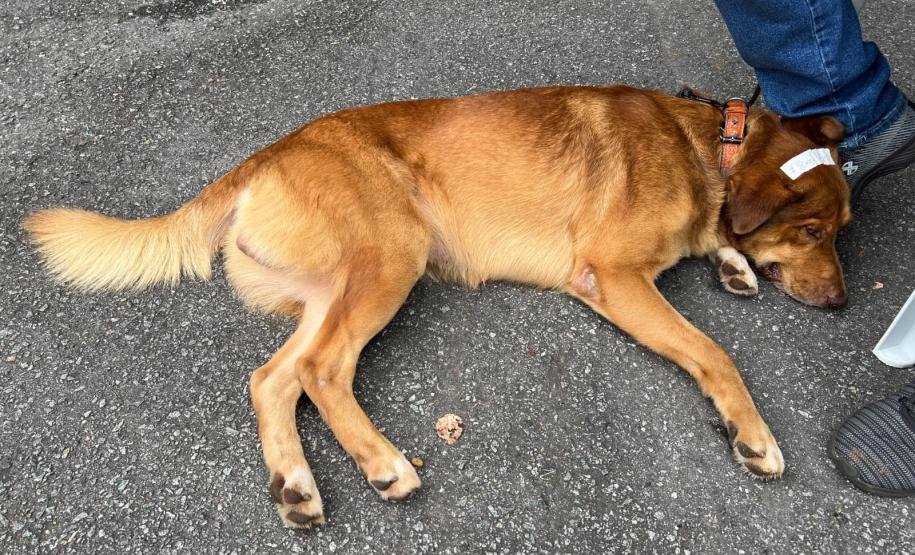 rede apoio castrapet