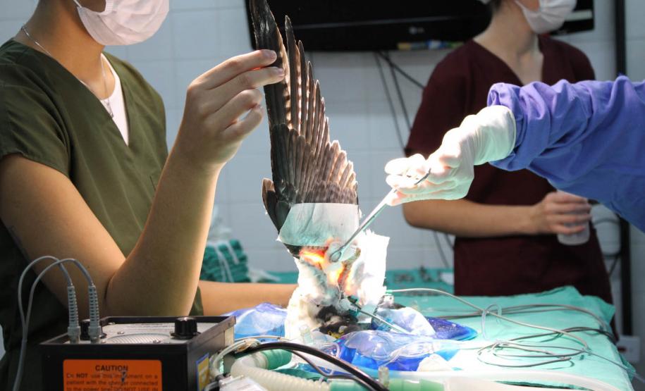 Falcão peregrino resgatado ferido pelo IAT em Nova Santa Rosa, no Oeste do Paraná, tinha anilha que mostra a origem do animal, a cidade de Ocean City, no estado de Maryland, nos EUA, a 7,3 mil quilômetros de distância