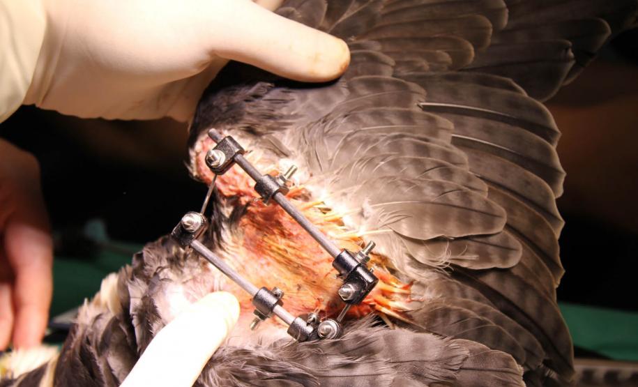 Falcão peregrino resgatado ferido pelo IAT em Nova Santa Rosa, no Oeste do Paraná, tinha anilha que mostra a origem do animal, a cidade de Ocean City, no estado de Maryland, nos EUA, a 7,3 mil quilômetros de distância