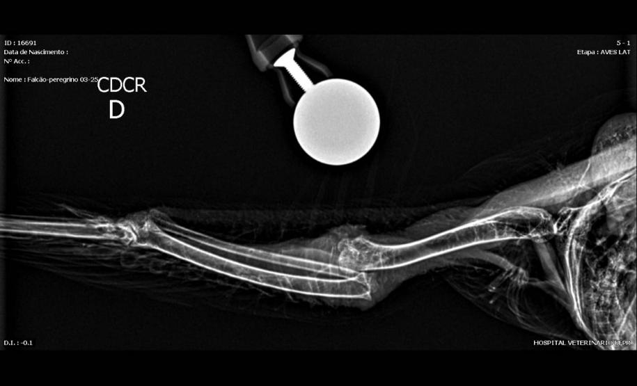 Falcão peregrino resgatado ferido pelo IAT em Nova Santa Rosa, no Oeste do Paraná, tinha anilha que mostra a origem do animal, a cidade de Ocean City, no estado de Maryland, nos EUA, a 7,3 mil quilômetros de distância