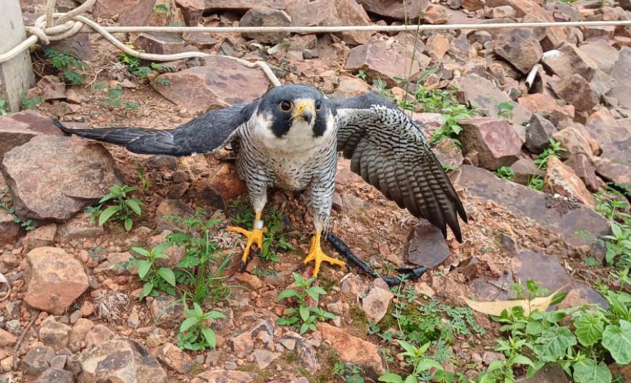 Falcão peregrino resgatado ferido pelo IAT em Nova Santa Rosa, no Oeste do Paraná, tinha anilha que mostra a origem do animal, a cidade de Ocean City, no estado de Maryland, nos EUA, a 7,3 mil quilômetros de distância