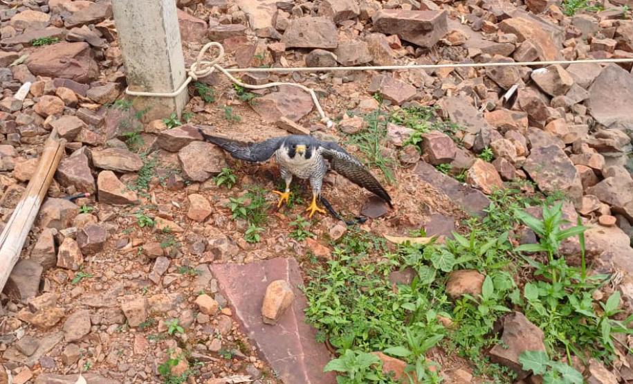 Falcão peregrino resgatado ferido pelo IAT em Nova Santa Rosa, no Oeste do Paraná, tinha anilha que mostra a origem do animal, a cidade de Ocean City, no estado de Maryland, nos EUA, a 7,3 mil quilômetros de distância