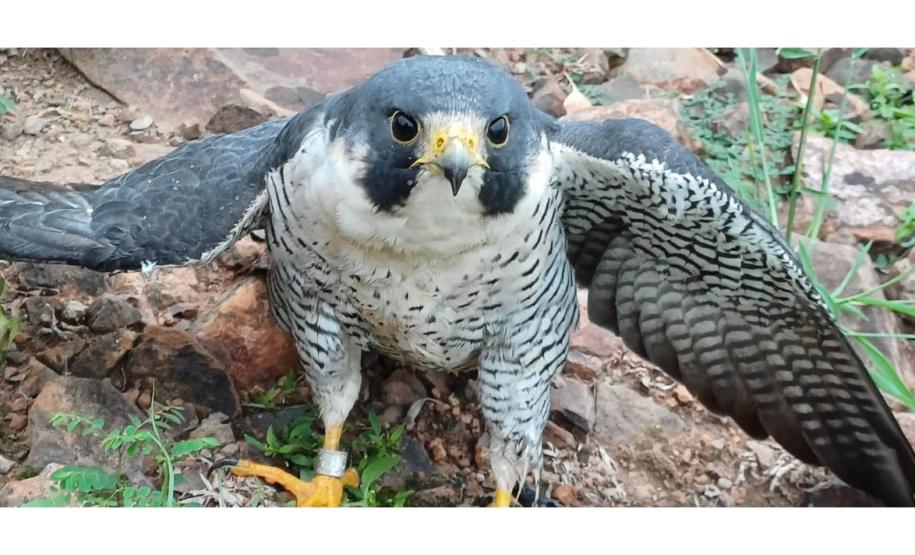 Falcão peregrino resgatado ferido pelo IAT em Nova Santa Rosa, no Oeste do Paraná, tinha anilha que mostra a origem do animal, a cidade de Ocean City, no estado de Maryland, nos EUA, a 7,3 mil quilômetros de distância