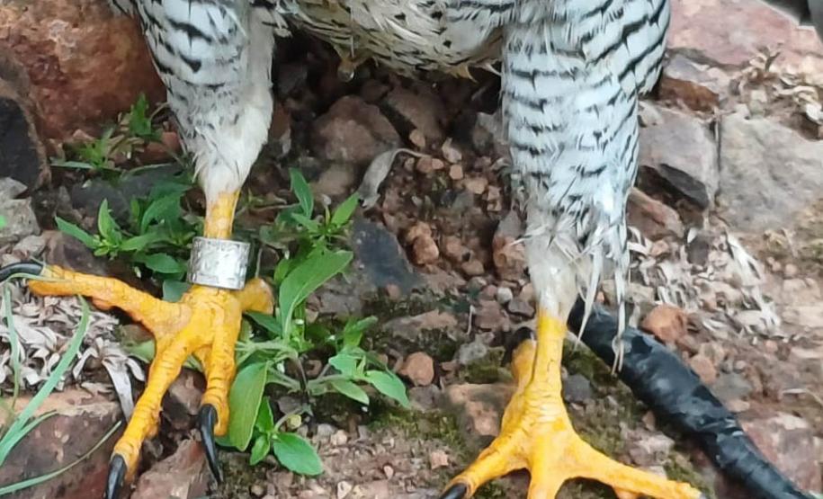 Falcão peregrino resgatado ferido pelo IAT em Nova Santa Rosa, no Oeste do Paraná, tinha anilha que mostra a origem do animal, a cidade de Ocean City, no estado de Maryland, nos EUA, a 7,3 mil quilômetros de distância