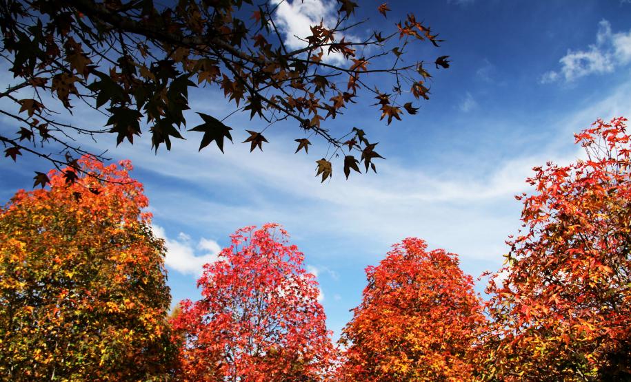 Outono terá temperaturas mais amenas do que 2024 e chuva abaixo da média no Paraná