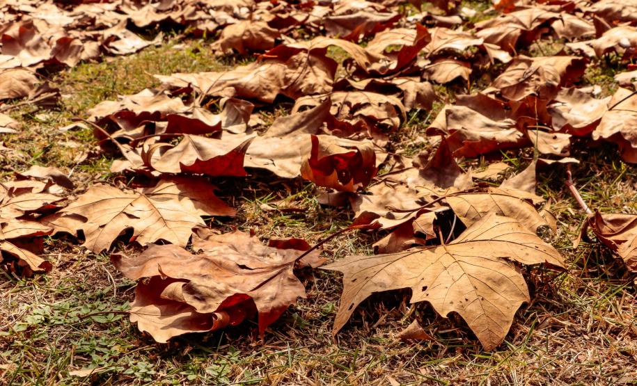 Outono terá temperaturas mais amenas do que 2024 e chuva abaixo da média no Paraná