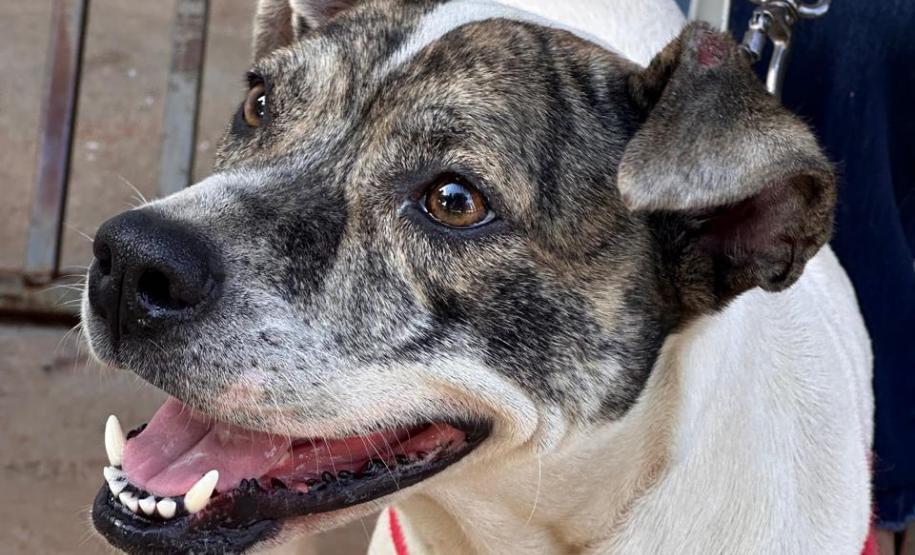 5ª fase: Estado confirma investimento de R$ 20 milhões no maior ciclo do CastraPet