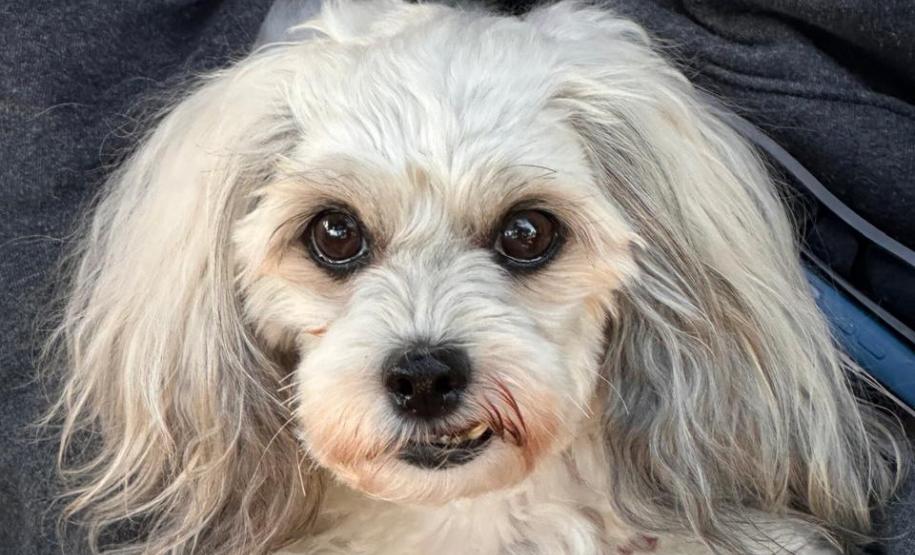 5ª fase: Estado confirma investimento de R$ 20 milhões no maior ciclo do CastraPet