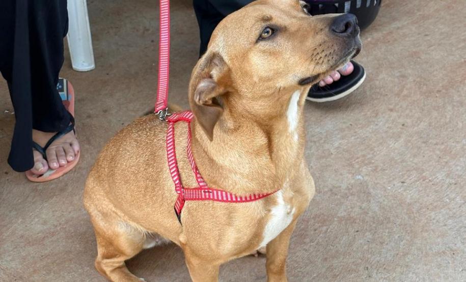 5ª fase: Estado confirma investimento de R$ 20 milhões no maior ciclo do CastraPet