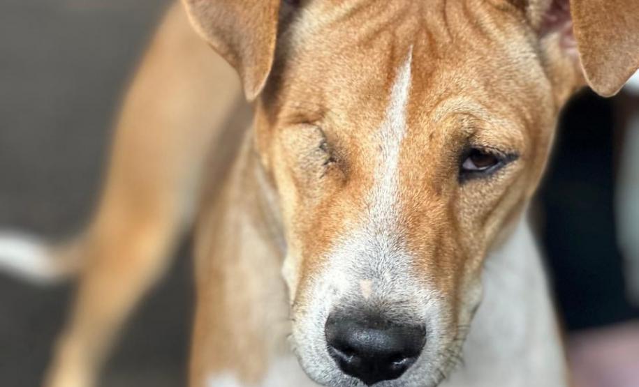 5ª fase: Estado confirma investimento de R$ 20 milhões no maior ciclo do CastraPet