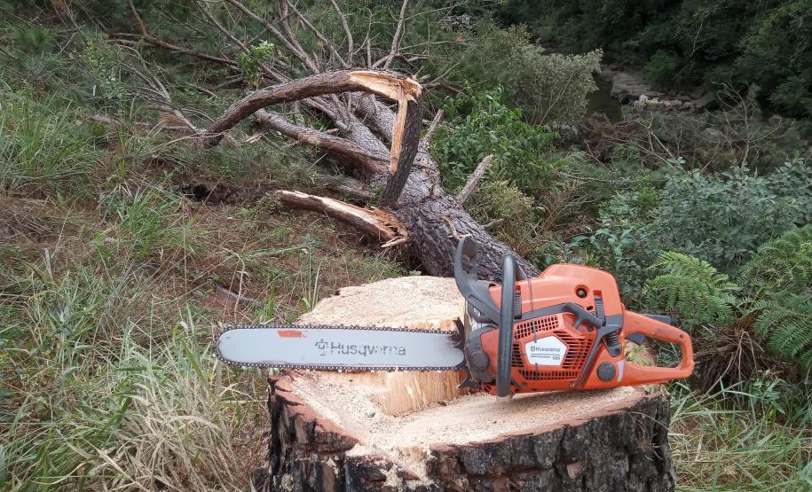 Ação coordenada pelo IAT e pela Iniciativa Campos Gerais promoveu o corte de pinus no Parque Estadual do Vale do Codó, em Jaguariaíva