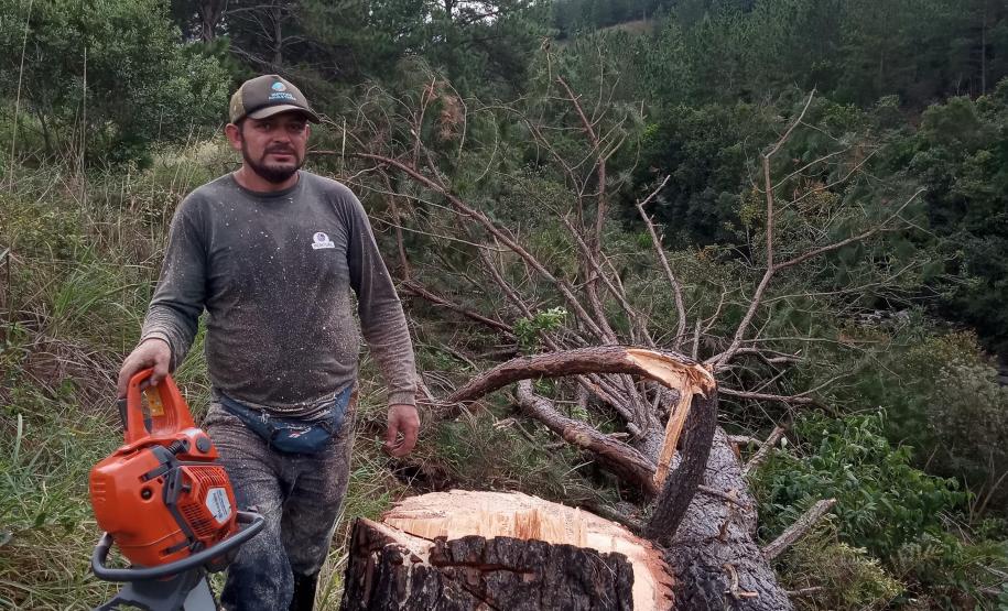 Ação coordenada pelo IAT e pela Iniciativa Campos Gerais promoveu o corte de pinus no Parque Estadual do Vale do Codó, em Jaguariaíva