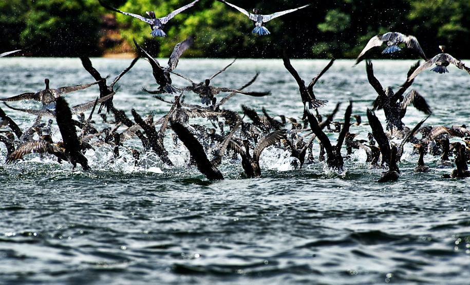Comitês de Bacias Hidrográficas do Paraná vão se reunir na próxima semana para tratar da gestão da água no Estado