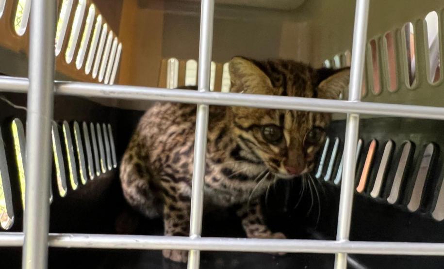 Gato-do-mato-pequeno (Leopardus guttulus) que sobreviveu a uma das fortes chuvas que causou enchentes no Litoral retornou à natureza nesta quarta-feira (02)
