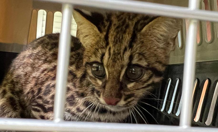 Gato-do-mato-pequeno (Leopardus guttulus) que sobreviveu a uma das fortes chuvas que causou enchentes no Litoral retornou à natureza nesta quarta-feira (02)