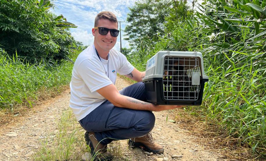Gato-do-mato-pequeno (Leopardus guttulus) que sobreviveu a uma das fortes chuvas que causou enchentes no Litoral retornou à natureza nesta quarta-feira (02)