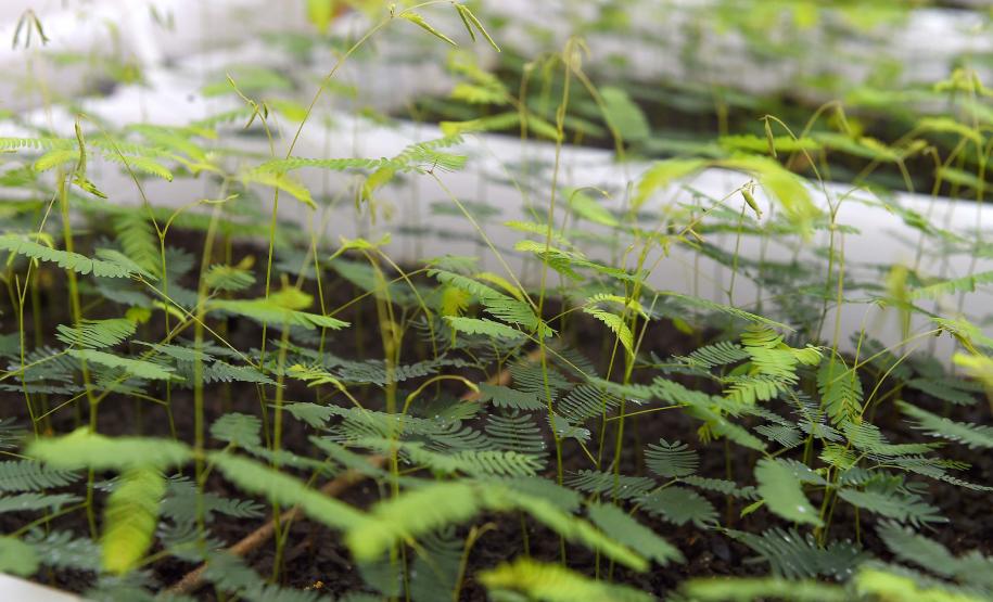 Governo do Estado, por meio dos 19 viveiros florestais do Instituto Água e Terra (IAT), distribuiu 549 mil mudas de espécies nativas do Paraná no 1º trimestre de 2025.