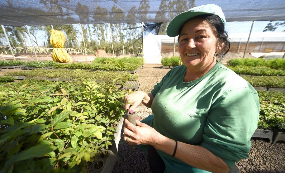 Governo do Estado, por meio dos 19 viveiros florestais do Instituto Água e Terra (IAT), distribuiu 549 mil mudas de espécies nativas do Paraná no 1º trimestre de 2025.