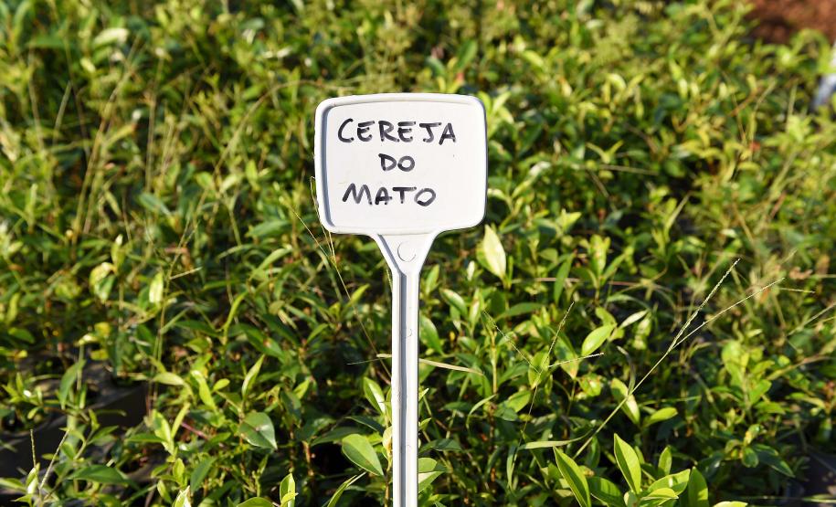 Governo do Estado, por meio dos 19 viveiros florestais do Instituto Água e Terra (IAT), distribuiu 549 mil mudas de espécies nativas do Paraná no 1º trimestre de 2025.