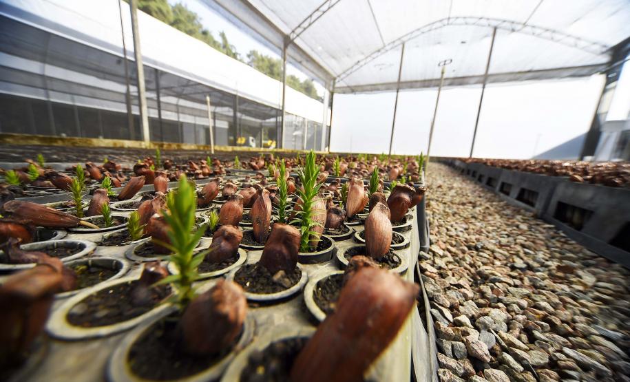 Governo do Estado, por meio dos 19 viveiros florestais do Instituto Água e Terra (IAT), distribuiu 549 mil mudas de espécies nativas do Paraná no 1º trimestre de 2025.