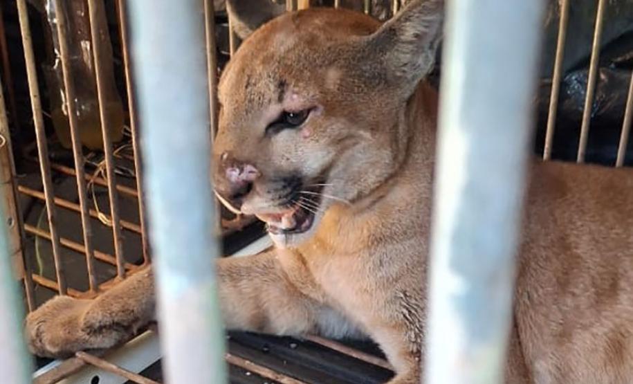 Técnicos do IAT capturam e soltam, no mesmo dia, onça-parda