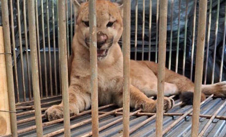 Técnicos do IAT capturam e soltam, no mesmo dia, onça-parda