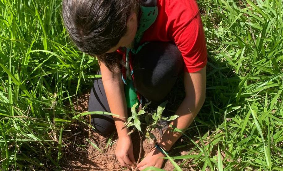 Semana do Meio Ambiente terá araucária de 700 anos, limpeza de rios e proteção da fauna