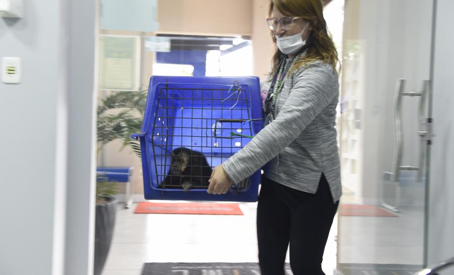 Rede coordenada pelo IAT salvou 1.483 animais