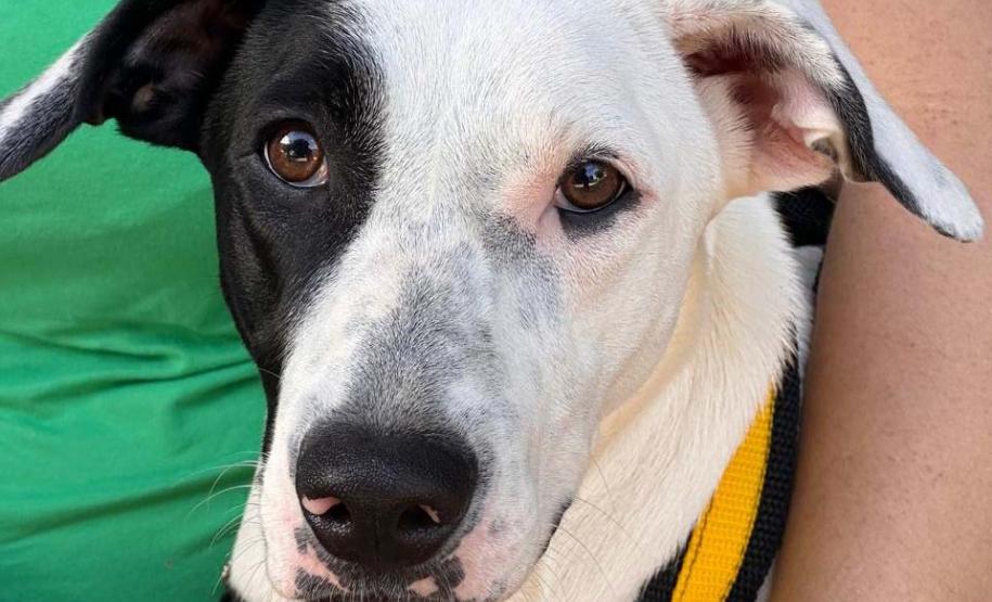 CastraPet Paraná fecha o 4º ciclo