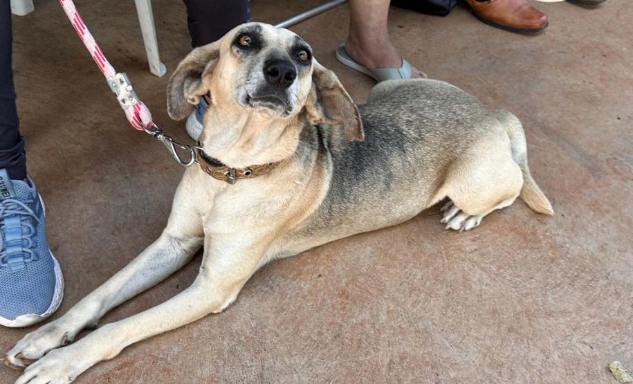 CastraPet Paraná fecha o 4º ciclo