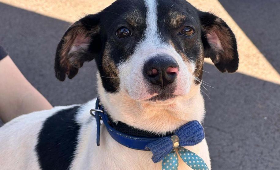 CastraPet Paraná fecha o 4º ciclo