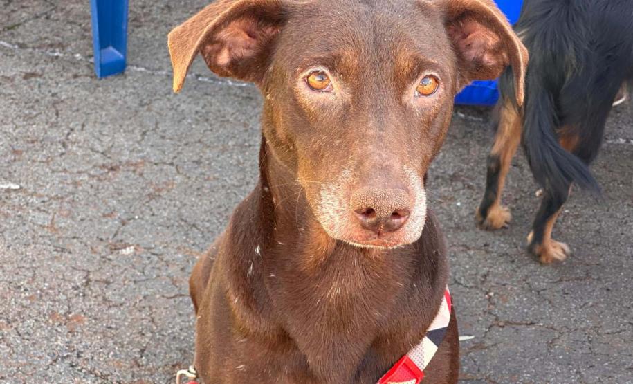CastraPet Paraná fecha o 4º ciclo