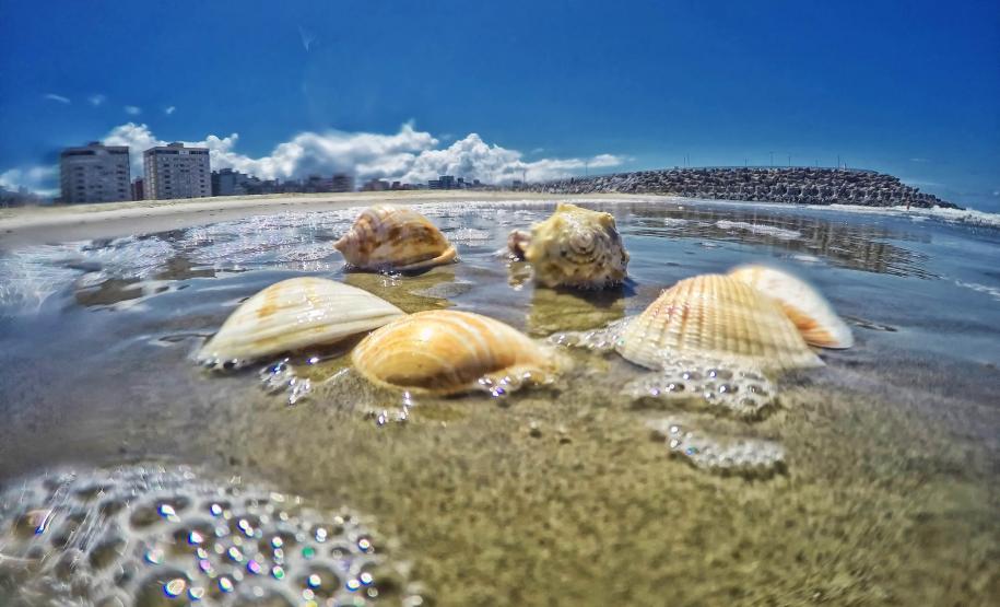 Semana do Meio Ambiente terá araucária de 700 anos, limpeza de rios e proteção da fauna